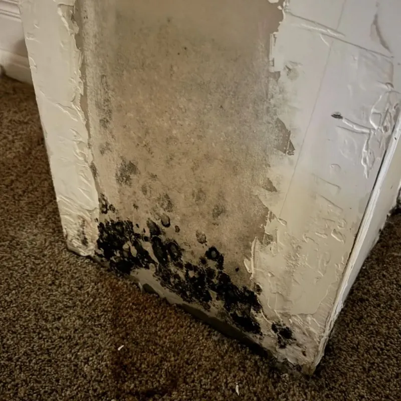 Professional Mold Removal in Oak Hill, OH